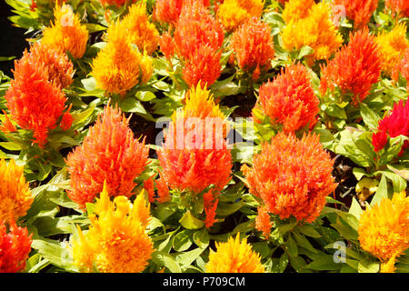 Celosia argentea plumosa zum Verkauf. Stockfoto