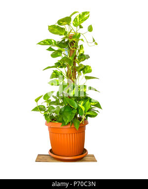 Epipremnum aureum, Pothos, Pothos in Töpfe/Topfpflanzen ficus Pflanze isoliert auf weißem Hintergrund/Zimmerpflanze Topfpflanze isoliert auf Weiss. Stockfoto