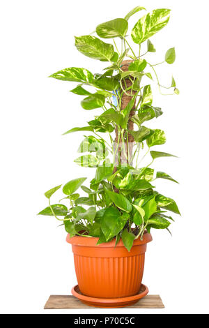 Anlage Epipremnum aureum auf weißem Hintergrund. Stockfoto