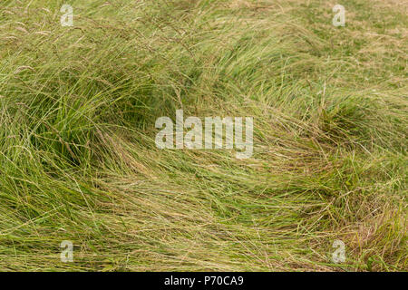 Einem langen Blatt gequetscht buschig grüne Gras flach-Hintergrund schließen Stockfoto