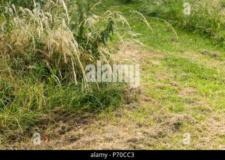 Grün frisch gemähten Gras von trockenem Heu closeup abgedeckt Stockfoto