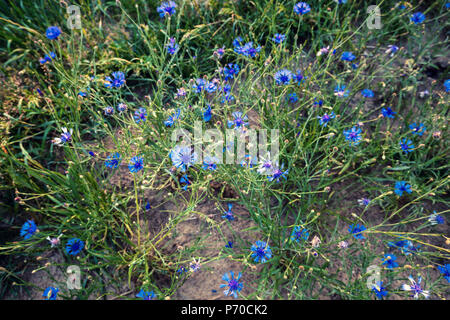 Draufsicht über blühende wilde Kornblumen auf sommer wiese Stockfoto