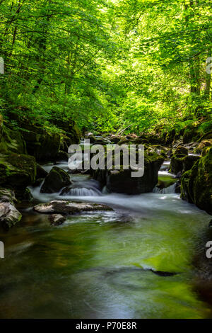 Osten Lyn River, North Devon, in der nähe von Lynton, Anfang Sommer. Stockfoto