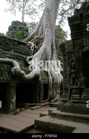 Ta Prohm Tempel, der im Film verwendet. Kambodscha Stockfoto