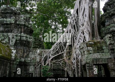 Riesige Baum wächst auf einem Tempel Wand bei Ta Prohm aka Tomb Raider Tempel, Kambodscha Stockfoto