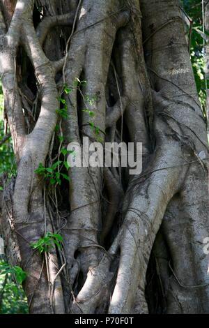 Dschungel Baum mit Interlacing Wurzeln an Prasat Tao Ruinen in Kambodscha Stockfoto