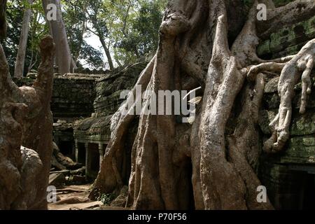 Ta Prohm Tempel aka Tomb Raider Tempel in Kambodscha Stockfoto