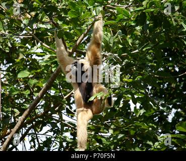 Wild Gibbon Affe im Dschungel von Kambodscha schwingen und in den Bäumen hängen Stockfoto