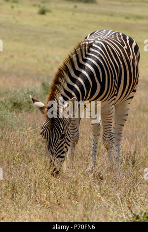 Zebra Beweidung im Feld voll von langen Gras Stockfoto