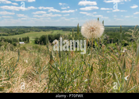 Riesige weiße Löwenzahn im Feld. Stockfoto