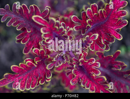 Deep Purple Solenostemon scutellarioides Malibu rote Blume Nahaufnahme Coleus blumei Plectranthus scutellarioides lackiert Brennnessel Stockfoto