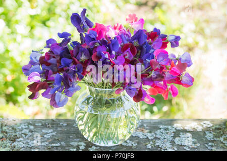 Zuckererbsen - Bündel von Rosa und Lila süssen Erbsen im Glas Vase auf Garten Tisch Stockfoto