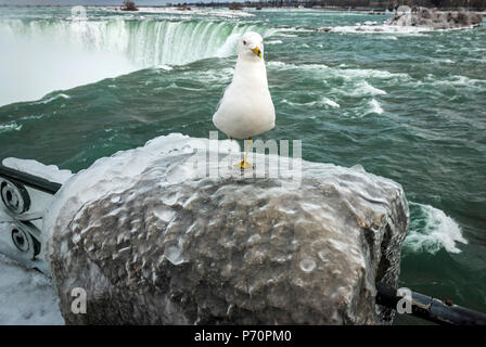 Möwe (Ring-billed Gull) stehen auf einem Bein gefroren eisigen Zaun in der Nähe von Niagara Falls Stockfoto