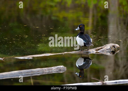 Eine wilde Ring-necked duck (Aythya collaris); thront auf einem versunkenen im ruhigen Wasser eines Bibers Teich in ländlichen Alberta Kanada anmelden, Stockfoto