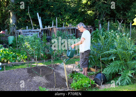 Mann mit Gießkanne, um Sämlinge und Gemüse wachsen zu wässern In Hochbetten im Garten 2018 Sommer Hitzewelle in Carmarthenshire WALES GROSSBRITANNIEN KATHY DEWITT Stockfoto