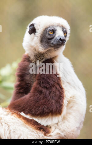 Coquerels sifaka posieren. Stockfoto