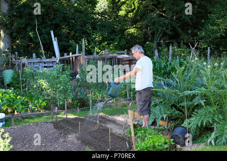 Ein Mann, der Setzlinge im Garten mit einer kleinen Gießkanne in seinem Gemüse Grundstück in der 2018 Sommer Hitzewelle im ländlichen West Wales UK KATHY DEWITT wässert Stockfoto