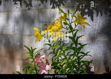 Gelbe Blumen im Tempel gesehen Stockfoto