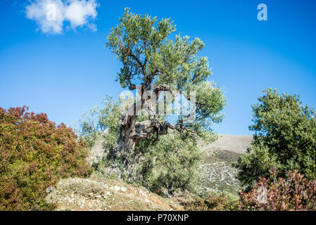 Piqeras Dorf, Saranda, Albanien Stockfoto