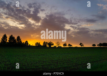 Intensive orange sky von afterglow Hinter grünen Feld und Bäume Stockfoto