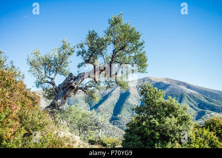 Piqeras Dorf, Saranda, Albanien Stockfoto