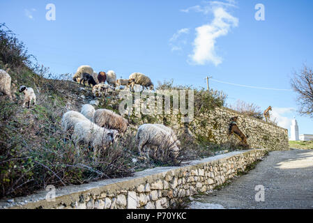 Ziegen in der Nähe der Wand in Piqeras Dorf, Saranda, Albanien Stockfoto