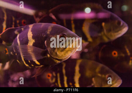 Raubfische close-up der Arten Astronotus Okellatus, Bewohner der südlichen Nebenflüsse des Amazonas Stockfoto