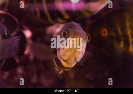 Raubfische close-up der Arten Astronotus Okellatus, Bewohner der südlichen Nebenflüsse des Amazonas Stockfoto