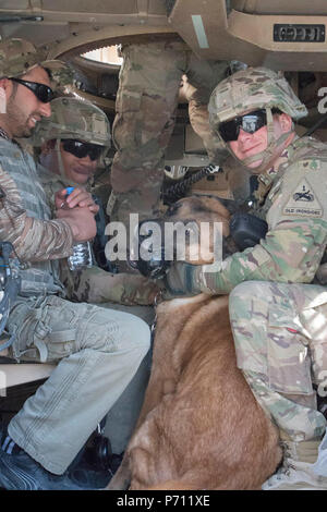 Kelly, eine Arbeitsgruppe Sicherheit Hund für Beratung Plattform Blitz, erhält einige liebevolle von Soldaten der Task Force Südosteuropa als sie Kaut auf ihr Lieblingsspielzeug Mai 9. Die Hunde mit ihren scharfen Geruchssinn, um zu helfen, die einflößung vor Bedrohungen zu schützen. Stockfoto