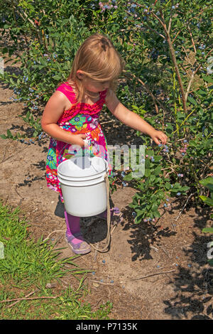 Kleines Mädchen pflücken Heidelbeeren in der Nähe von Saugatuck Michigan Stockfoto