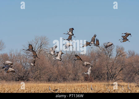 Krane, die von einem Feld in der Nähe von Kearney, Nebraska Stockfoto