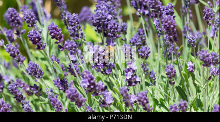 Eine Hummel umgeben von Lavendel Blüten sammeln Nektar aus der Anlage Stockfoto