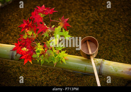 Tsukubai Wasserbecken mit Herbst Dekoration, Enko-ji Tempel, Kyoto, Japan, Asien Stockfoto