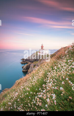 Wild wachsende Blumen mit Baily Leuchtturm im Hintergrund, Howth, County Dublin, Republik Irland, Europa Stockfoto