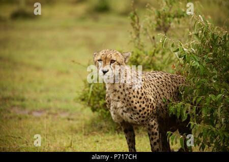 Ein nasser männliche Geparden Stiele einige Beute auf die Masai Mara Game Reserve Stockfoto