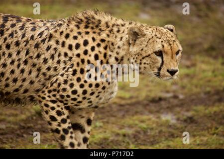 Ein nasser männliche Geparden Stiele einige Beute auf die Masai Mara Game Reserve Stockfoto