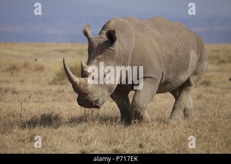 Ein weißes Nashorn am Lake Nakuru Nationalpark in Kenia Stockfoto