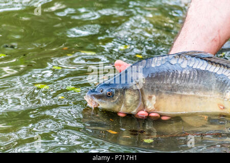 Fischer frei lebende Fische (Karpfen) zurück in das Wasser nach oben darstellen. Auch als Europäische oder Karpfen Cyprinus carpio bekannt. Stockfoto