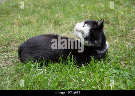 Jung, verspielt schwarze und weiße Katze mit einem schwarzen Halsband liegen auf Gras und schauen in die Kamera Stockfoto