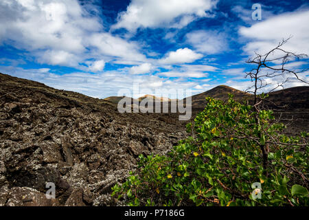 Die große Leere und Einsamkeit eines Lanzarote schwarzen vulkanischen Wüste und ein Green Bush verbreiten sich in der Vorderseite mit ausdrucksstarken helle Frühling Himmel mit weißen Wolken. Schlafende Vulkane in der Rückseite Stockfoto