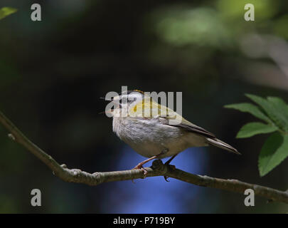 Gewöhnliche Feuerstelle, Regulus ignicapilla Stockfoto