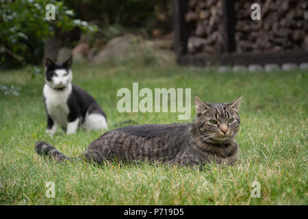 Zwei Katzen - eine Lüge und die anderen Sitzen im Gras in einem Garten Stockfoto