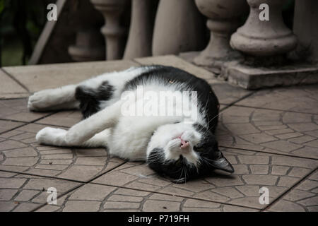 Große, schwarz-weisse Katze an seiner Seite liegt auf einer Terrasse, mit seinen Augen halb geöffnet Stockfoto