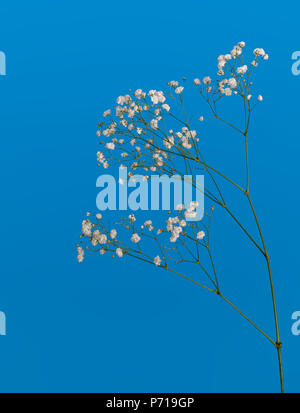 Zweig Gypsophila, kleine weiße Blüten, An der schönen blauen Hintergrund. Stockfoto