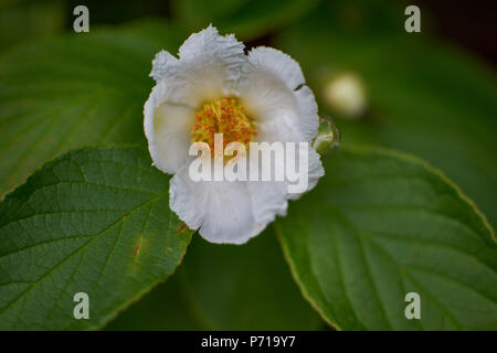 Stewartia pseudocamellia stewartia weiße Blüte Blume koreanischen, japanischen stewartia, laubbäume Camellia weiße Blume Nahaufnahme Stockfoto