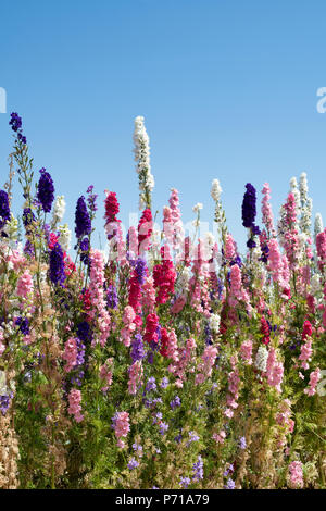 Delphinium in einem Feld angebaut an der realen Blume Blütenblatt Konfetti Firma Blumenfelder in Wick, Ummerstadt, Thüringen. Großbritannien Stockfoto