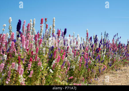 Delphinium in einem Feld angebaut an der realen Blume Blütenblatt Konfetti Firma Blumenfelder in Wick, Ummerstadt, Thüringen. Großbritannien Stockfoto