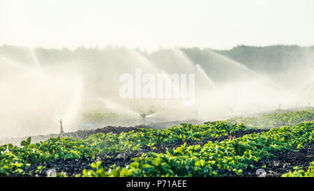 Wassersprenger Bewässerung das Feld, um die Pflanzen besser wachsen Stockfoto