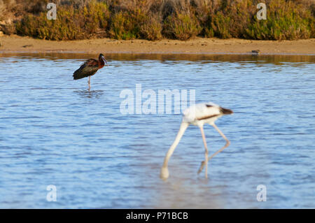 Mehr Flamingo (Phoenicopterus Roseus) Ernährung in Salt Marsh und Glossy ibis (Plegadis falcinellus) im Fernen (Formentera, Balearen, Spanien)
