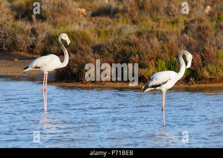 Flamingos (Phoenicopterus Roseus) Pflege bei Estanyets de Can Marroig Salt Marsh in Ses Salines Naturpark (Formentera, Balearen, Spanien Stockfoto